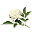 příchut elderflower